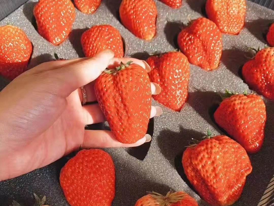 佳盛海绵 | 水果草莓保湿海绵包装内衬